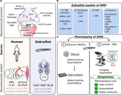 Development of a high-throughput tailored imaging method in zebrafish to understand and treat neuromuscular diseases